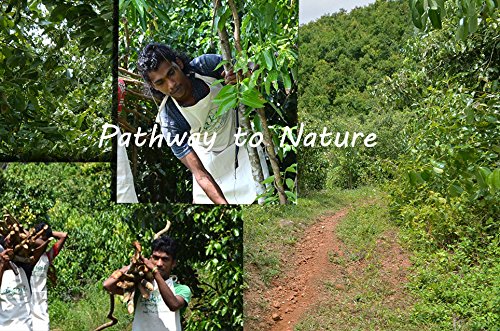 Organic Ceylon – Cinnamon Powder – True Ceylon (C. zeylanicum) – 454g