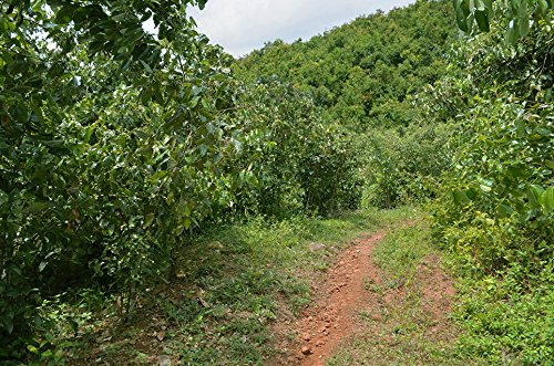 Organic Ceylon – Cinnamon Powder – True Ceylon (C. zeylanicum) – 454g