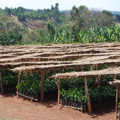 Equator Coffee Roasters – North Star Espresso Blend – Cocoa and Dark Cherry – 12oz – Organic