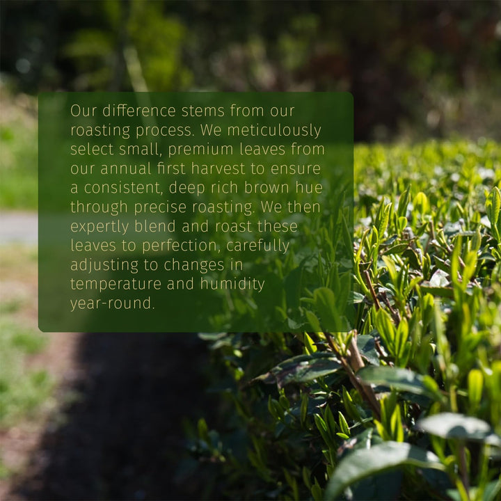 Midori Spring – Organic Hojicha Powder – Roasted Green Tea – Smooth Roast – Antioxidant rich low caffeine