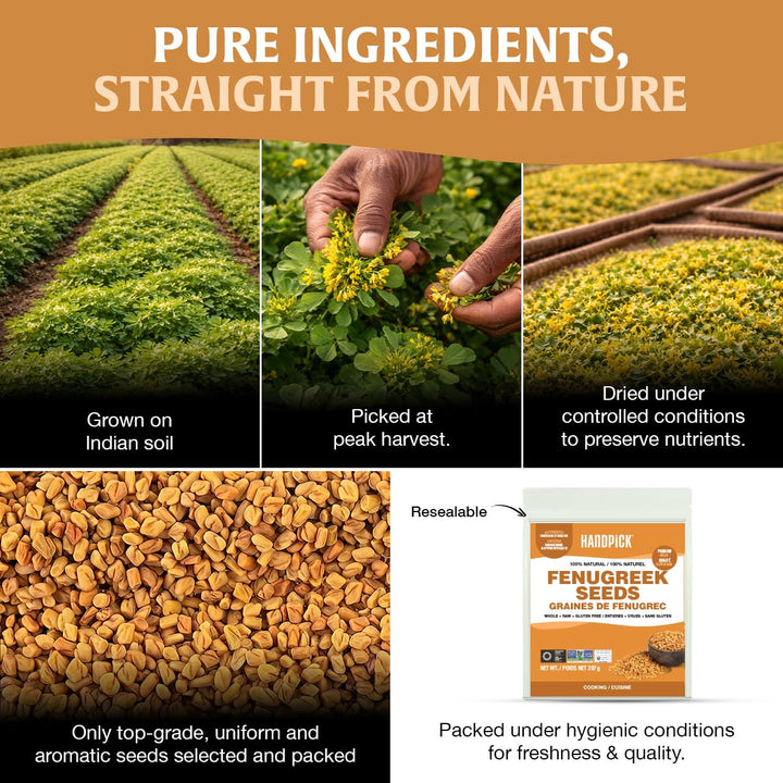 HANDPICK Fenugreek Seeds 2 x 14oz - Canadian Distribution - Ships Free Within Canada on Orders Above CAD $199