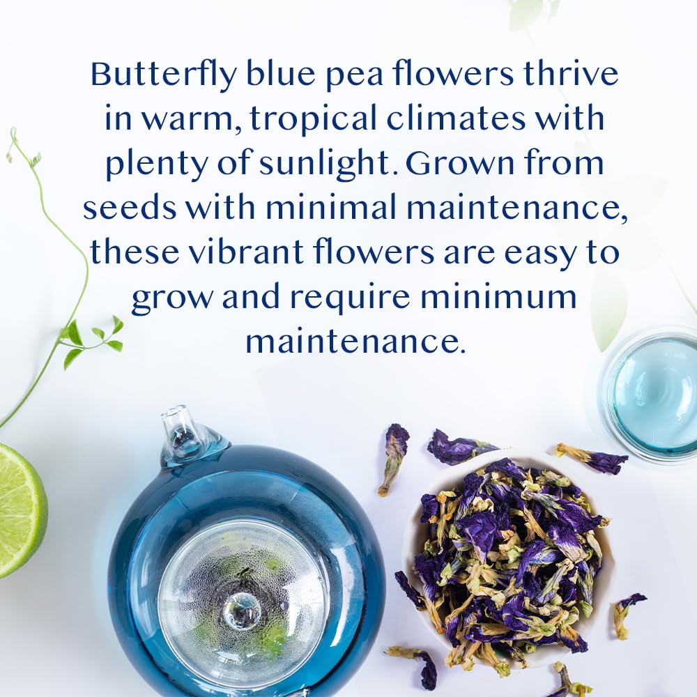 VAHDAM Butterfly Pea Flower Tea - 2 x 1.76oz Loose Leaf | 100+ Servings | Earthy & Delicate Flavor - Canadian Distribution - Ships Free Within Canada on Orders Above CAD $199