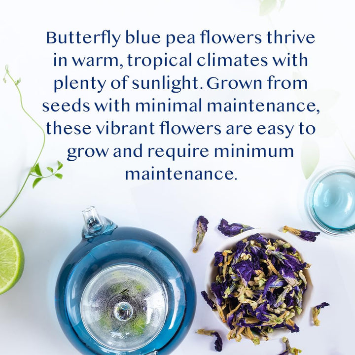 VAHDAM Butterfly Pea Flower Tea - 2 x 1.76oz Loose Leaf | 100+ Servings | Earthy & Delicate Flavor - Canadian Distribution - Ships Free Within Canada on Orders Above CAD $199
