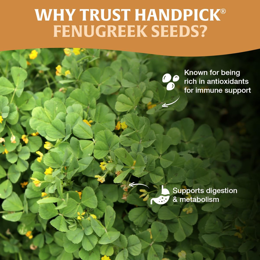 HANDPICK Fenugreek Seeds 2 x 14oz - Canadian Distribution - Ships Free Within Canada on Orders Above CAD $199