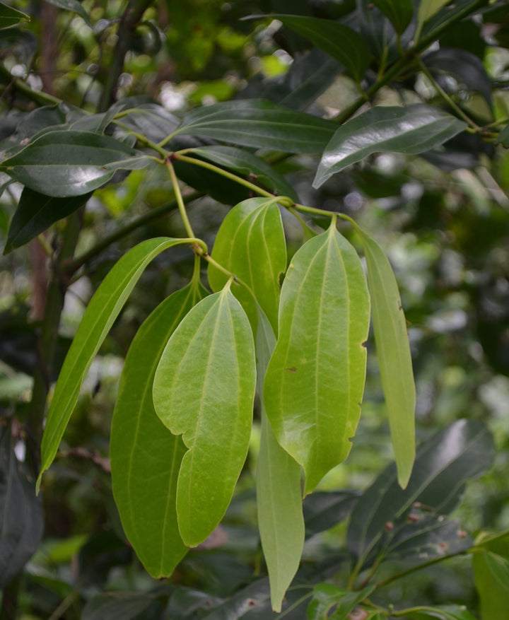 Organic Ceylon – Cinnamon Powder – True Ceylon (C. zeylanicum) – 454g