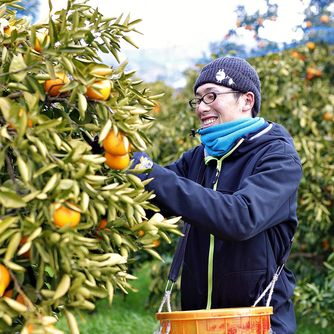 Person picking yuzu from a tree in an orchard