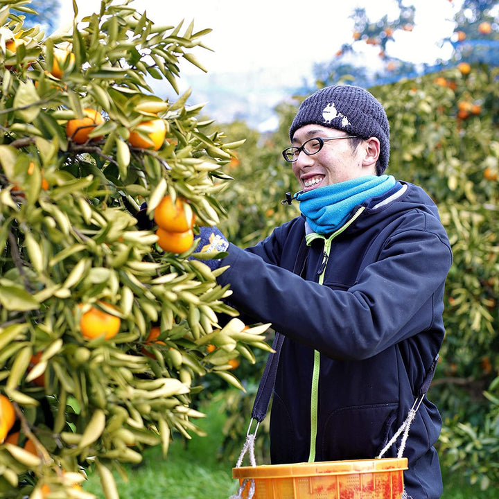 Person picking yuzu from a tree in an orchard