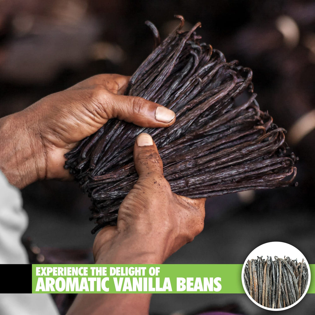 FITNCLEAN - Organic Madagascar Vanilla Beans - Grade B - 26 Count