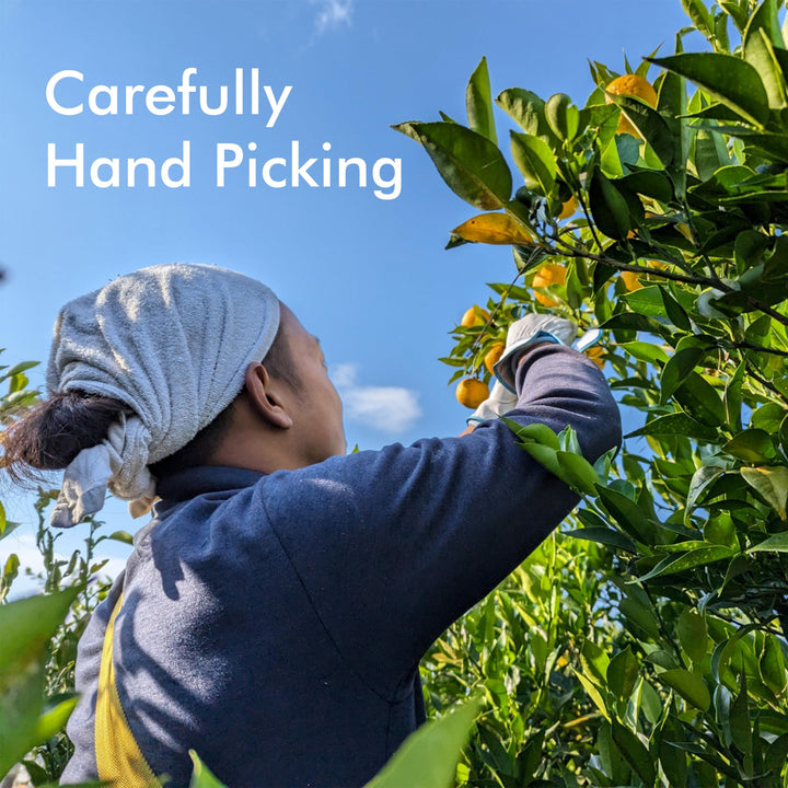Person carefully hand picking yuzu from a tree with a clear blue sky in the background.