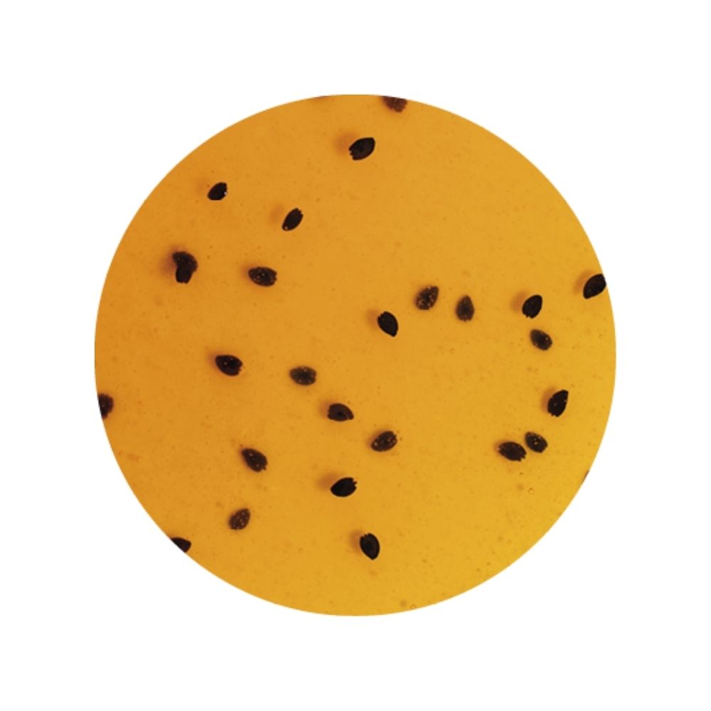 Passion fruit sundae topping texture image