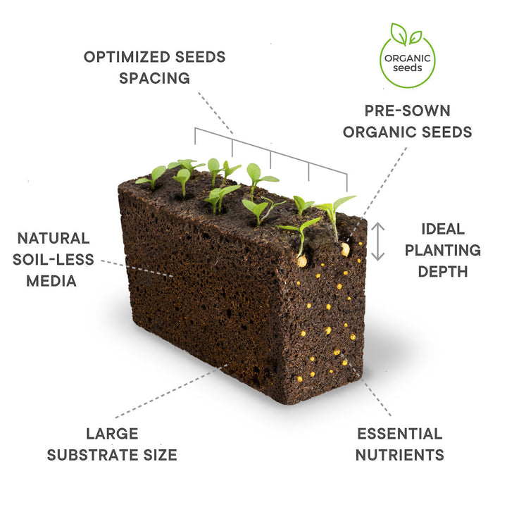 VERITABLE Lingot, Organic Marjoram - Canadian Distribution - Ships Free Within Canada on Orders Above CAD $199