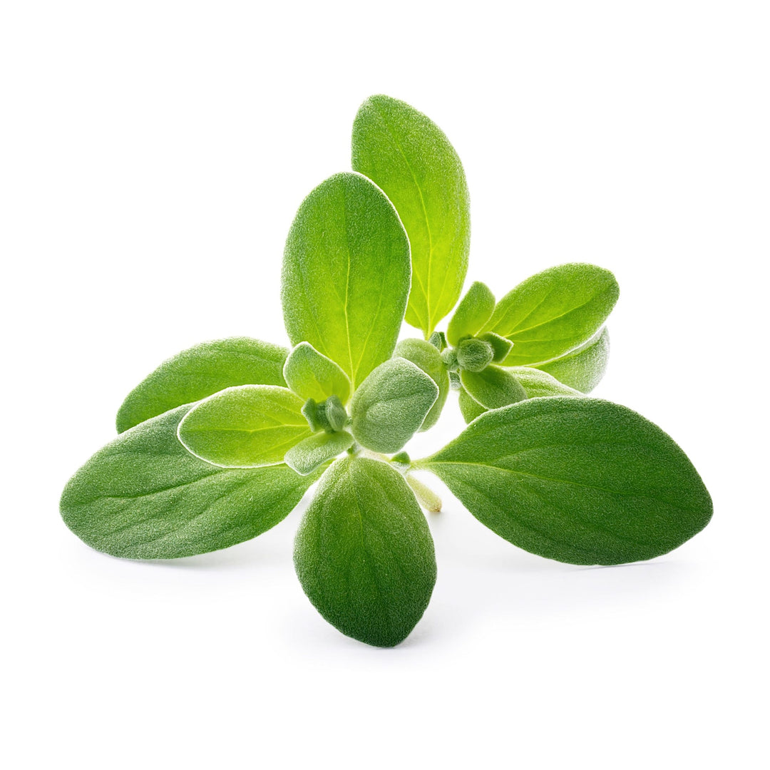 VERITABLE Lingot, Organic Marjoram - Canadian Distribution - Ships Free Within Canada on Orders Above CAD $199