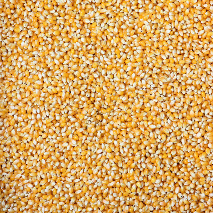 Bulk Popcorn Kernels - 50 lbs