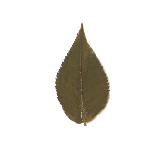 Preserved Sakura (Cherry Blossom) Leaves - 100/500 pieces