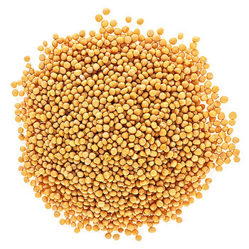 Whole Yellow Mustard Seed - 16 oz Piece - CW Canada - Canadian Distribution